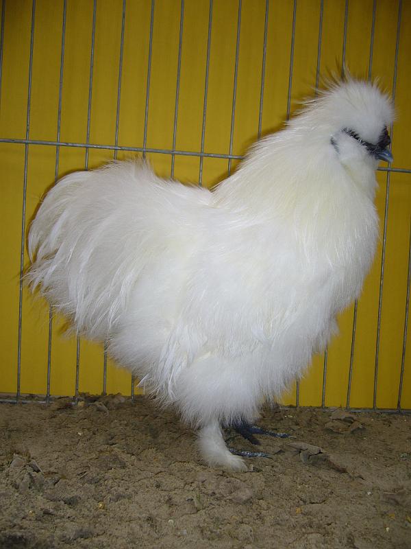 Hannover 2008 182.jpg - Seidenhühner weiss mit Bart von Friedel Schwager Preis V97 BB